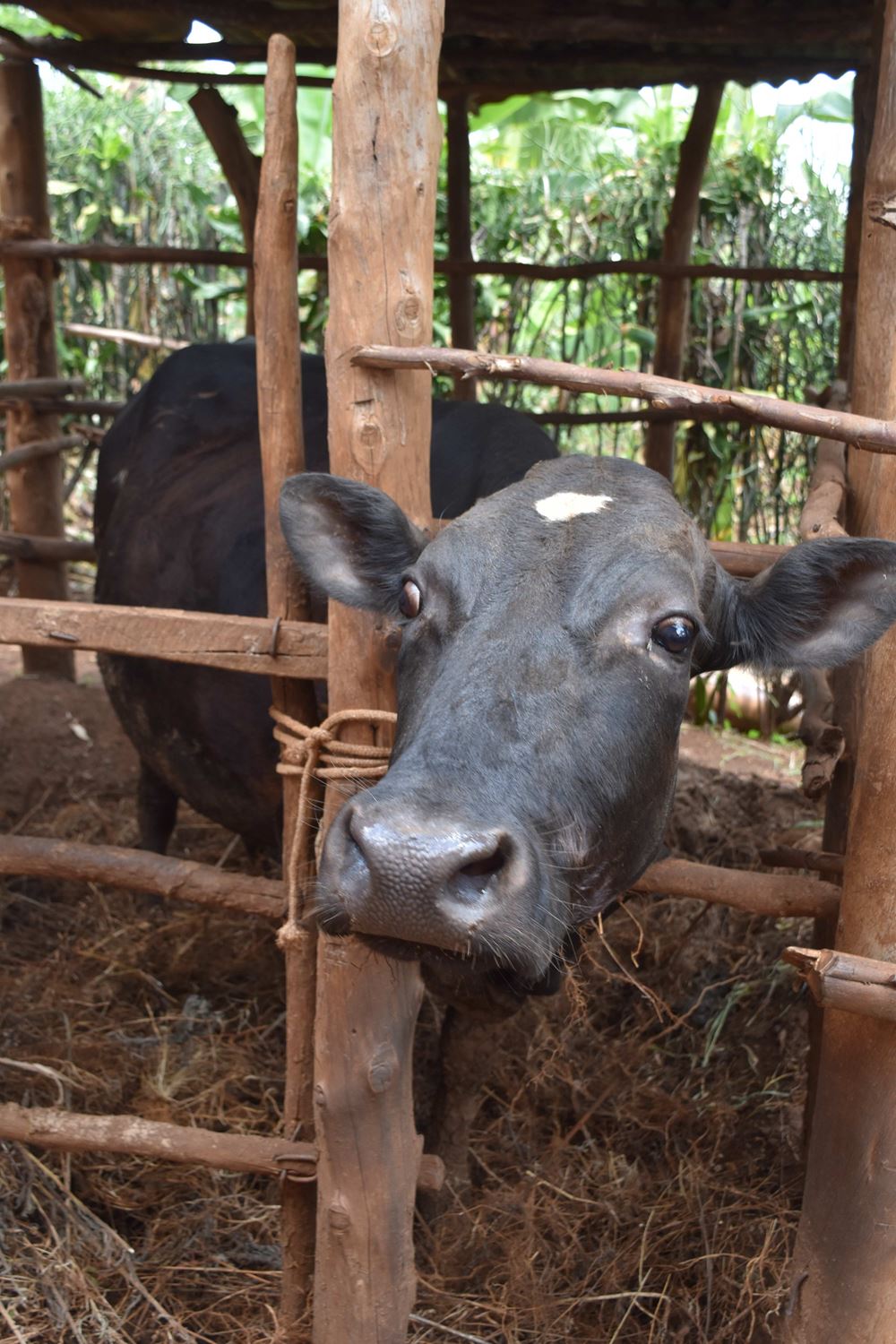 Eine Kuh als Lebensgrundlage (Foto: Andreas Wagner) Eine Kuh als Lebensgrundlage (Foto: Andreas Wagner)