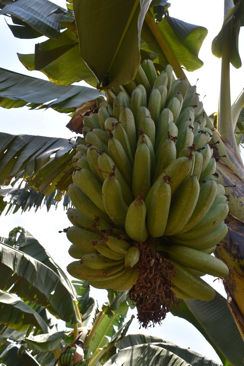 Bananenstaude in Ruanda (Foto: Andreas Wagner)