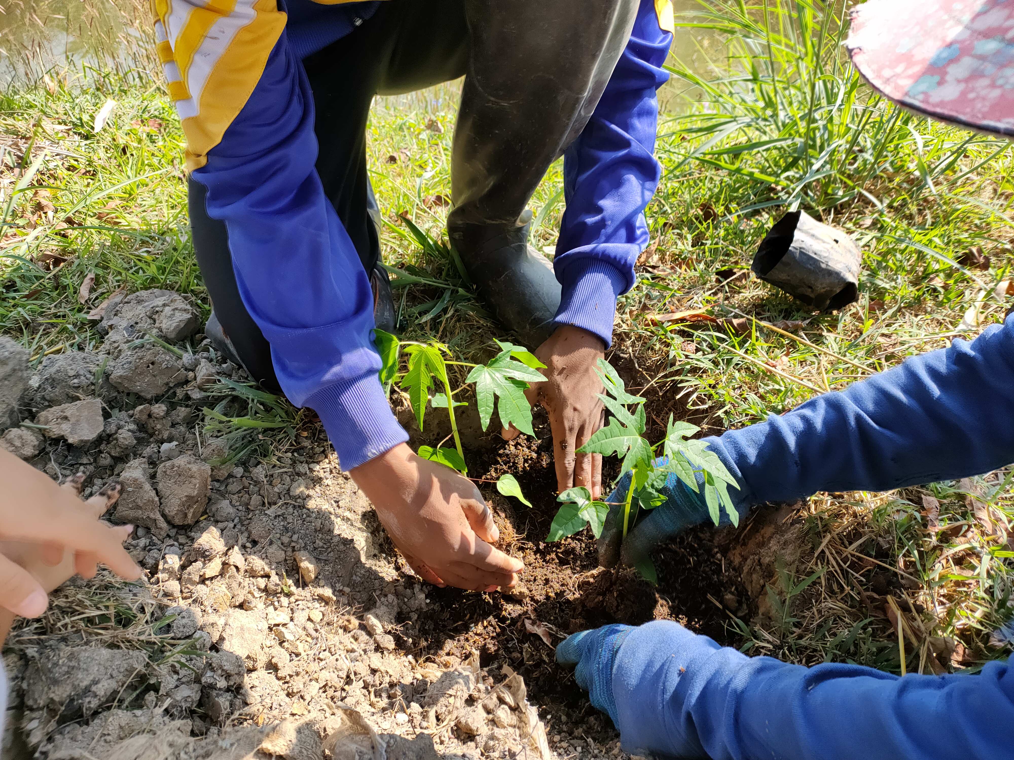 Papaya Pflanzen In Baan (Foto: Kindernothilfepartner)