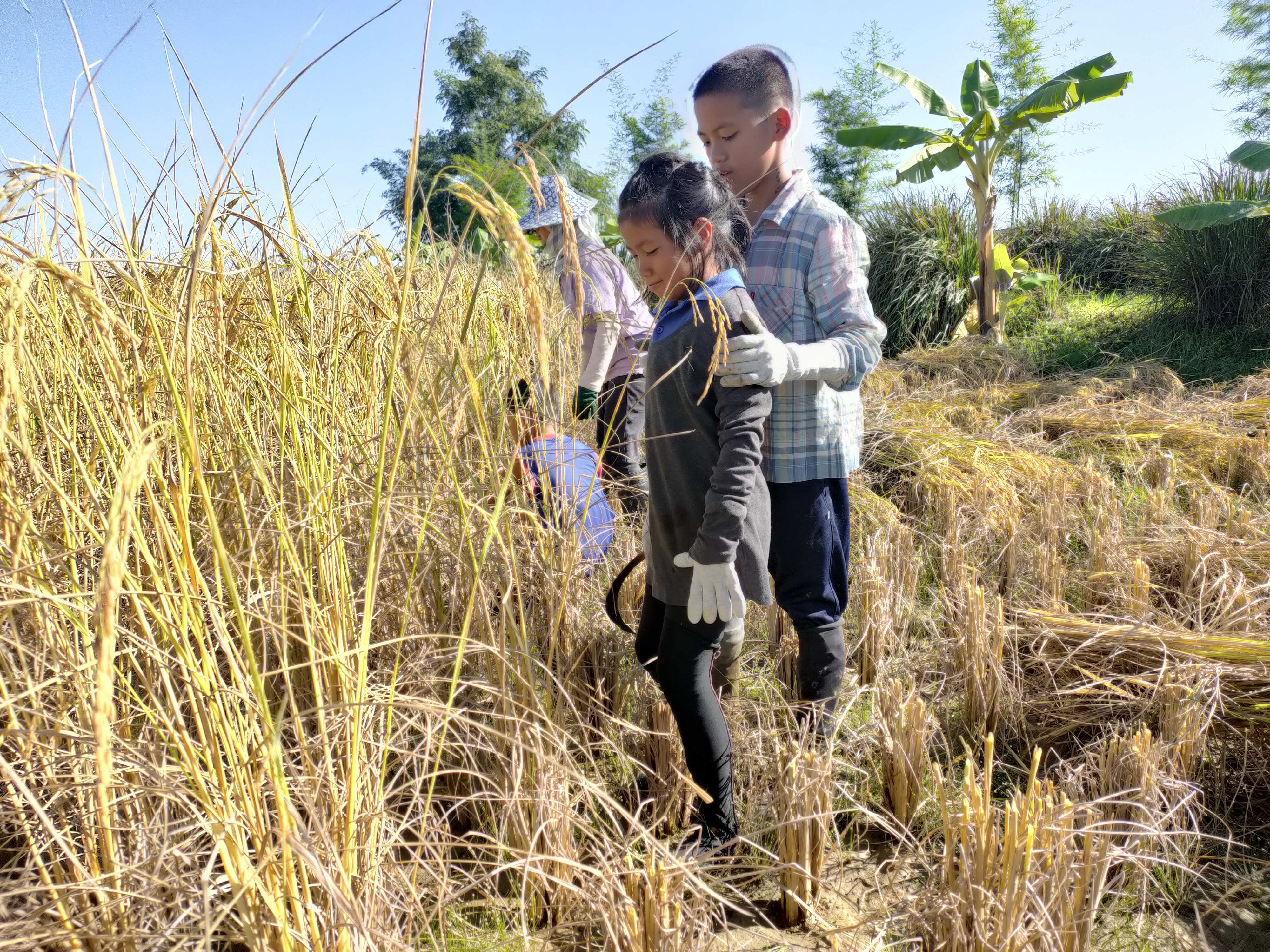 Feldarbeiten in Baan Doi (Foto: Kindernothilfepartner)