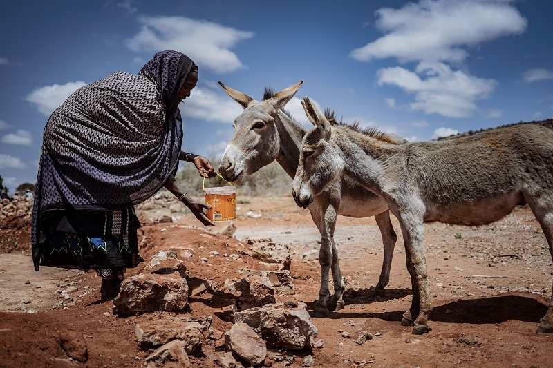 Wasserstation in Kululla Tika Project: Eine Frau tränkt ihre Esel (Quelle: Jakob Studnar)