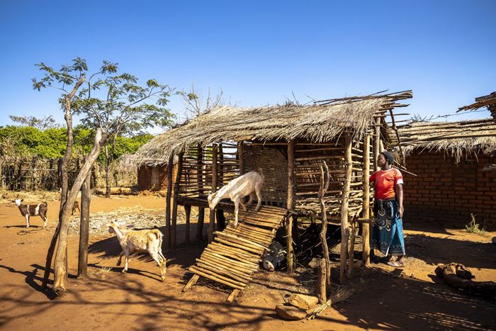 Wir schulen die Familien in Haltung und Zucht von Nutztieren. (Foto: Christian O. Bruch) Wir schulen die Familien in Haltung und Zucht von Nutztieren. (Foto: Christian O. Bruch)