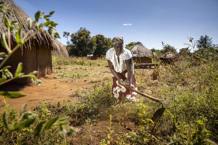 Familien erhalten Saatgut und Setzlinge für dürreresistentes Gemüse wie Kohl, Spinat oder Bohnen (Foto: Christian O. Bruch) Familien erhalten Saatgut und Setzlinge für dürreresistentes Gemüse wie Kohl, Spinat oder Bohnen (Foto: Christian O. Bruch)