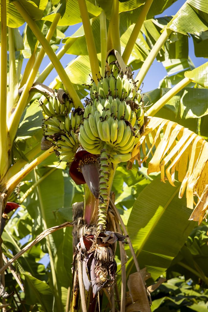 Wir bilden Frauen in klimagerechter nachhaltiger Landwirtschaft aus (Foto: Christian O. Bruch ) Wir bilden Frauen in klimagerechter nachhaltiger Landwirtschaft aus (Foto: Christian O. Bruch )