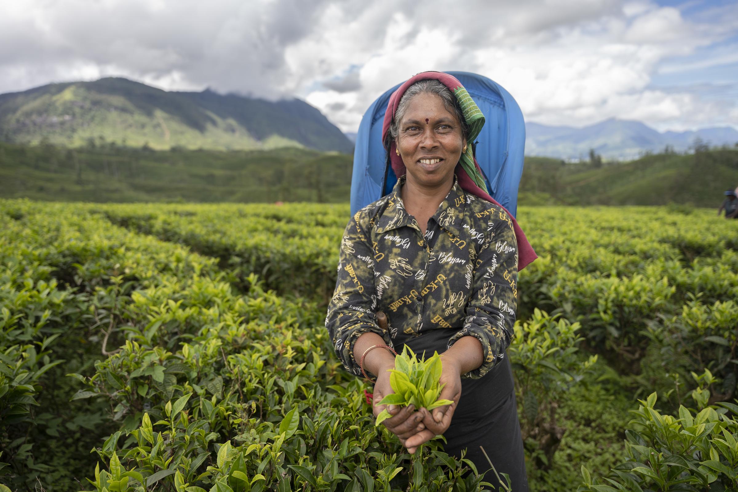 Eine Teepflückerin auf einer Plantage, sie hält ein Büschel Teeblätter in den Händen (Quelle: Christian Nusch) Eine Teepflückerin auf einer Plantage, sie hält ein Büschel Teeblätter in den Händen (Foto: Christian Nusch)