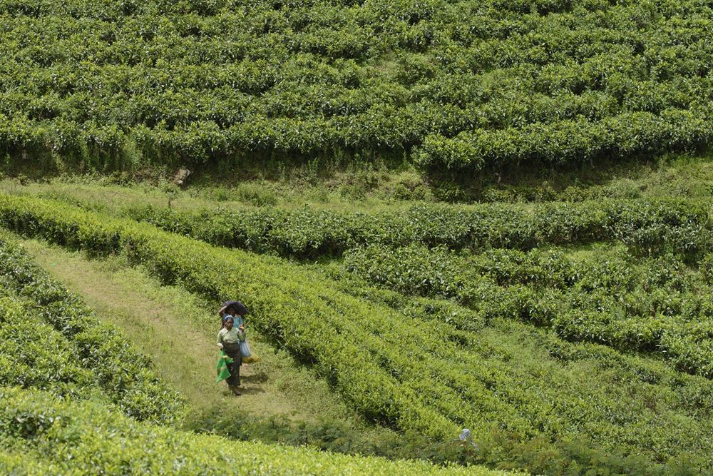 Eine Teepflückerin auf einer Teeplantage (Quelle: Christian Nusch) Die Pflückerinnen gehen während ihrer Arbeit jeden Tag viele Stunden bergauf und bergab (Foto: Christian Nusch)