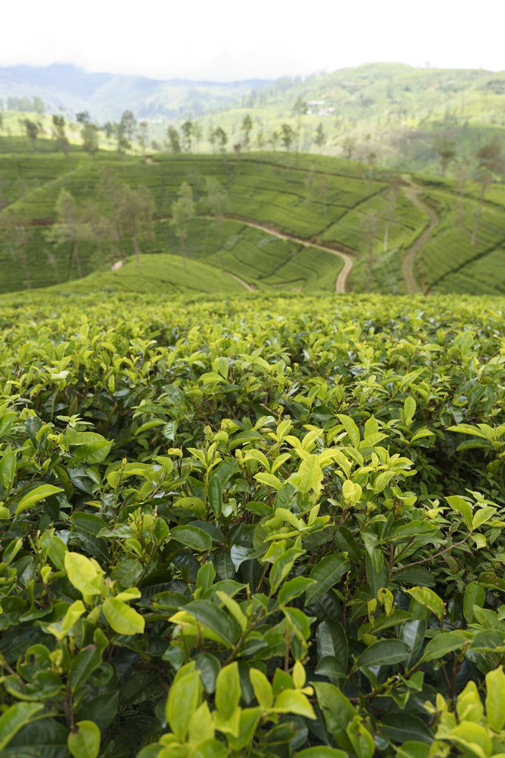 Die Teeplantagen ziehen sich über Berge und durch Täler (Foto: Christian Nusch)