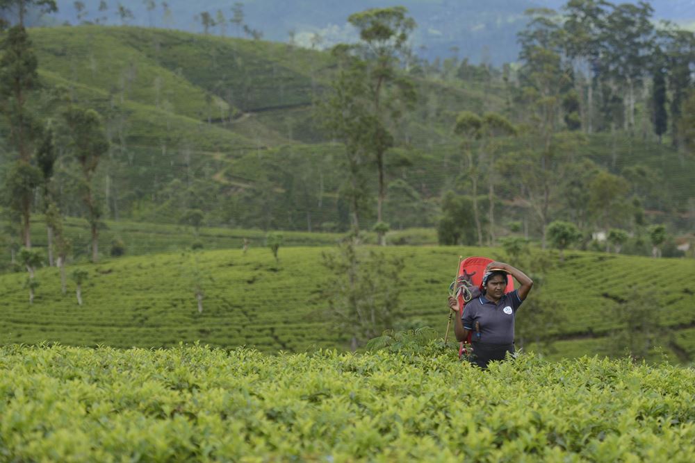 Eine Teepflückerin auf einer Teeplantage (Quelle: Christian Nusch) Nach der harten Arbeit wartet zu Hause auf die Frauen noch die Hausarbeit (Foto: Christian Nusch)