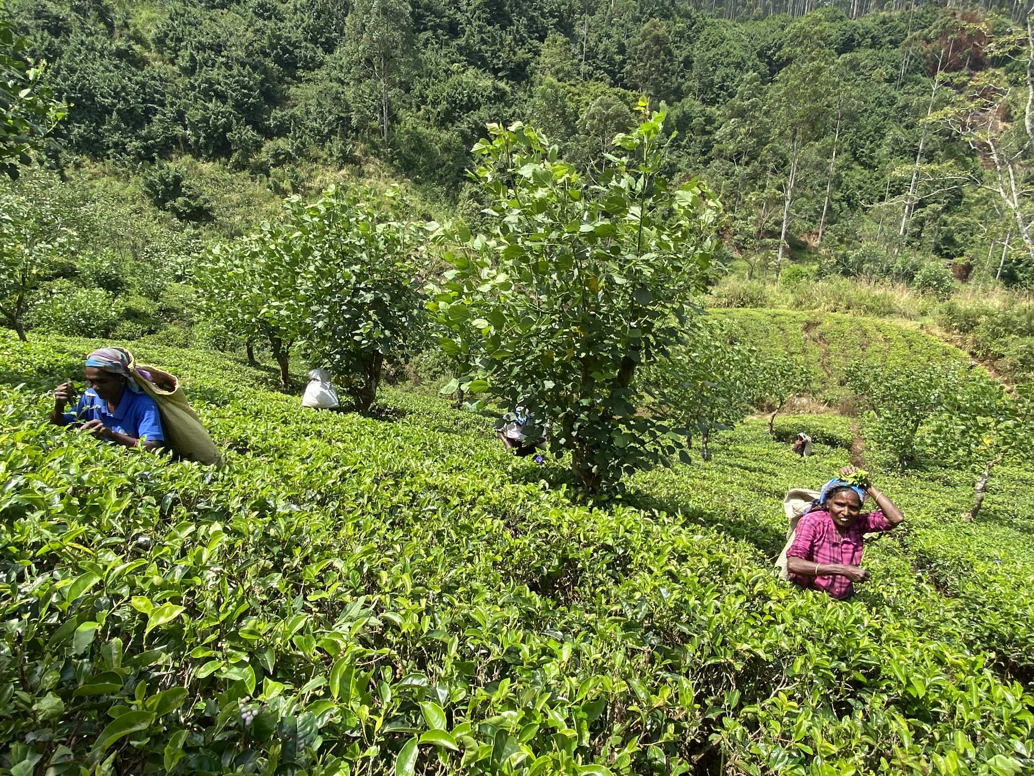Teepflückerinnen in Sri Lanka (Foto: Kindernothilfe)