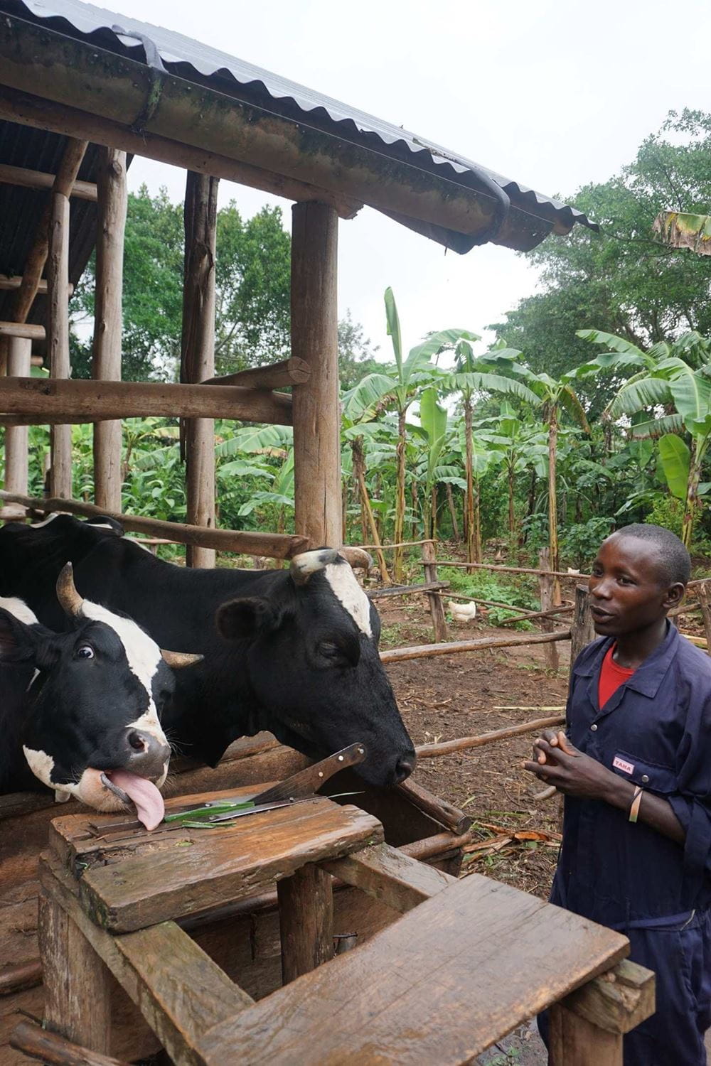 Kühe eines ehemaligen Farmschülers (Foto: Andreas Wagner) Kühe eines ehemaligen Farmschülers (Foto: Kindernothilfe)