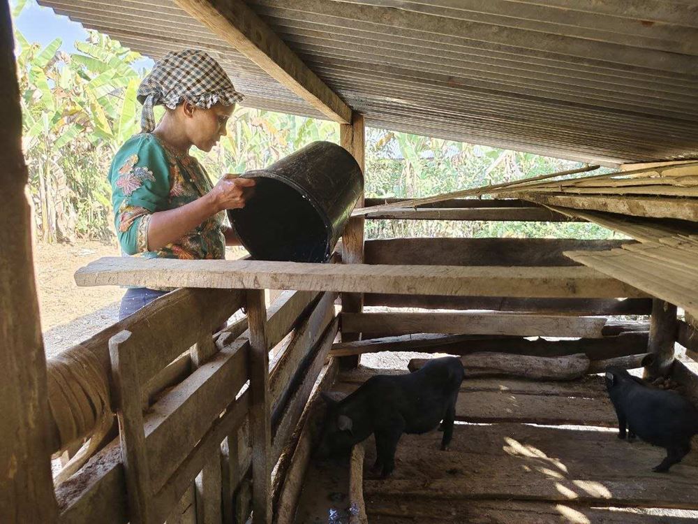 Eine Frau füttert kleine schwarze Schweine in einem kleinen Stall (Quelle: Kindernothilfepartner) Eine Frau füttert kleine schwarze Schweine in einem kleinen Stall (Quelle: Kindernothilfepartner)