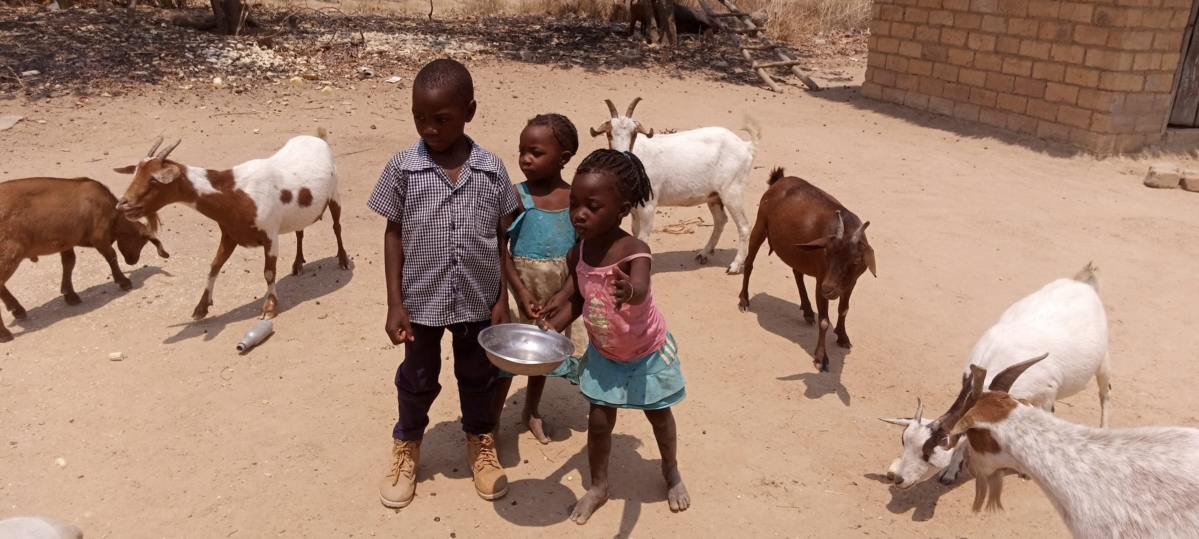 Kinder füttern Ziegen. (Foto: Kindernothilfepartner)