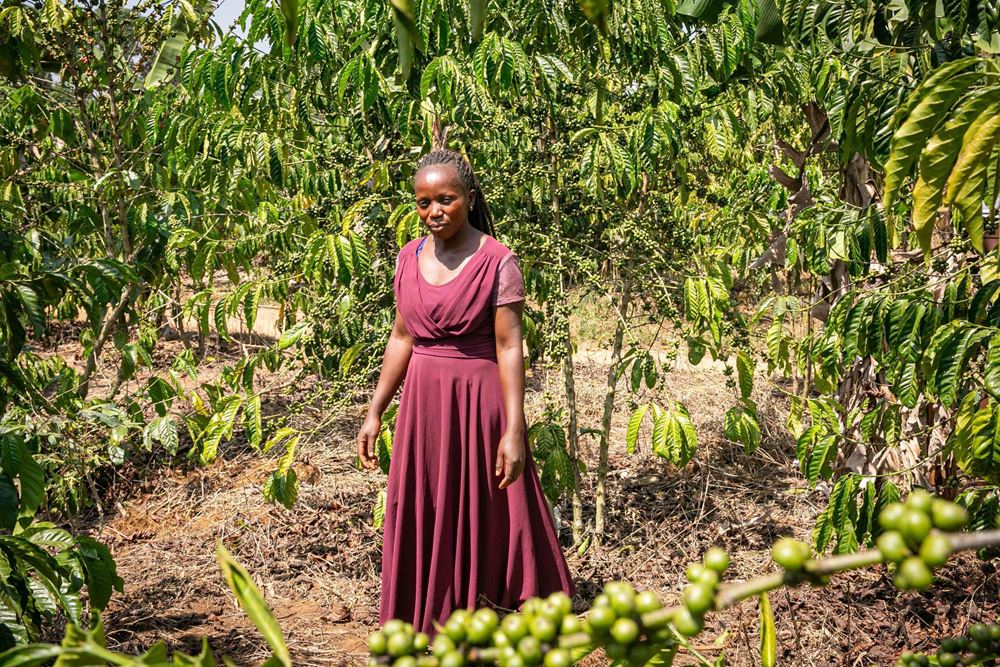 Janepher Namukaya auf ihrer Kaffeefarm (Quelle: Sascha Montag) Janepher Namukaya auf ihrer Kaffeefarm (Quelle: Sascha Montag)