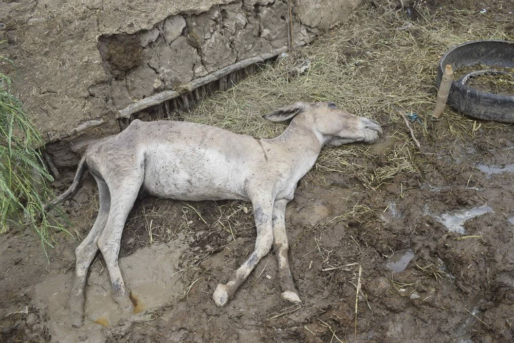 Eindrücke der Flut in Pakistan (Quelle: Kindernothilfe-Partner)