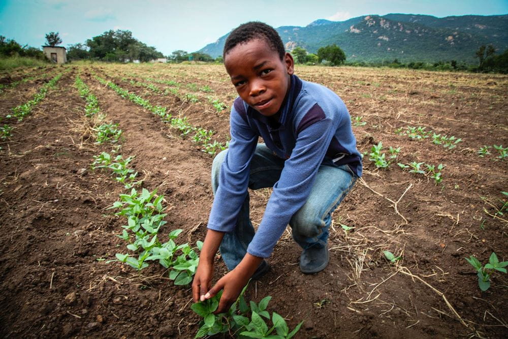 Foto: Patenkinder bei der Feldarbeit in Sidlangatsini (Quelle: Ralf Krämer, Kindernothilfe) Foto: Patenkinder bei der Feldarbeit in Sidlangatsini (Quelle: Ralf Krämer, Kindernothilfe)